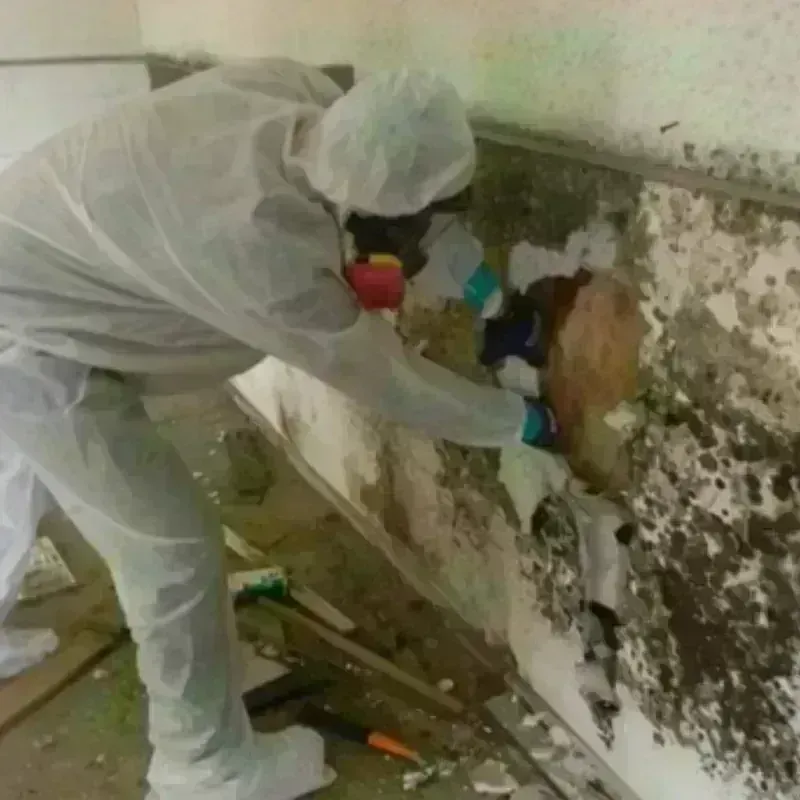 Mold Remediation and Removal in Gordonsville, VA